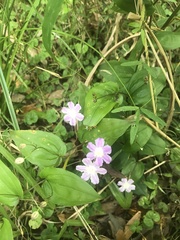Tripladenia cunninghamii