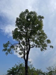 Bolusanthus speciosus