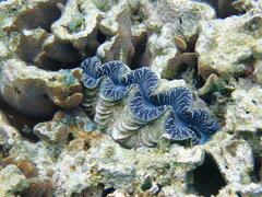 Tridacna