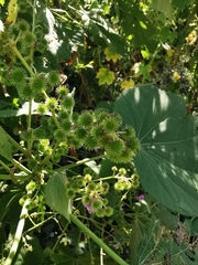 Triumfetta paniculata