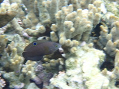 Halichoeres marginatus