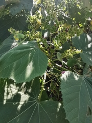 Triumfetta paniculata