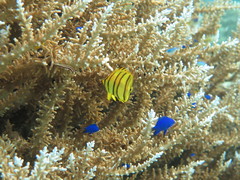 Chaetodon octofasciatus