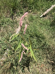 Persicaria decipiens