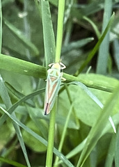 Graphocephala fennahi