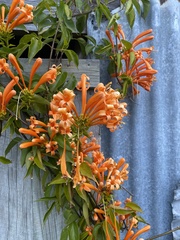Pyrostegia