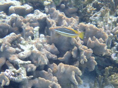 Lutjanus carponotatus