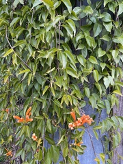 Pyrostegia