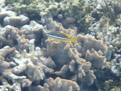 Lutjanus carponotatus