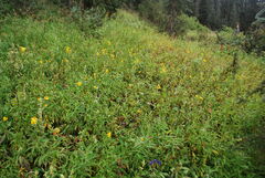 Canadanthus modestus
