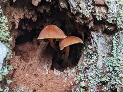 Xeromphalina campanelloides