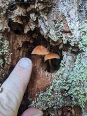 Xeromphalina campanelloides