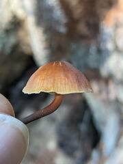 Xeromphalina campanelloides