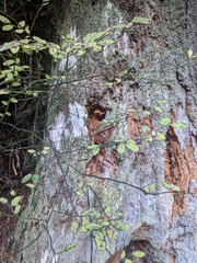 Xeromphalina campanelloides