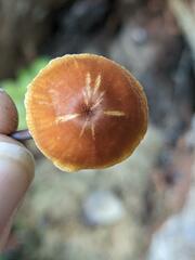 Xeromphalina campanelloides