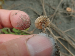Paramarasmius mesosporus