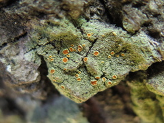 Lacrima aphanotripta
