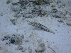 Parapercis australis