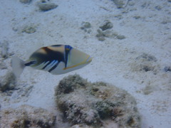 Rhinecanthus aculeatus