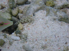 Ctenogobiops feroculus