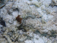 Parapercis australis