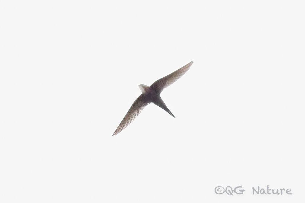 Fork-tailed Swift