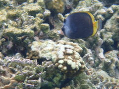 Chaetodon flavirostris