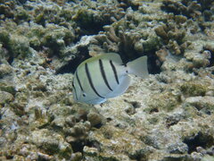 Acanthurus triostegus