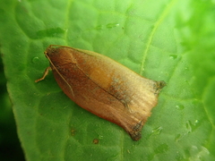 Archips peratratus
