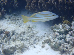 Lutjanus carponotatus