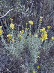 Ericameria ericoides