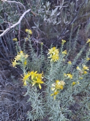 Ericameria ericoides