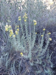 Ericameria ericoides