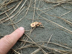 Paramarasmius mesosporus