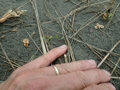 Paramarasmius mesosporus