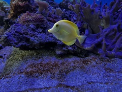 Zebrasoma