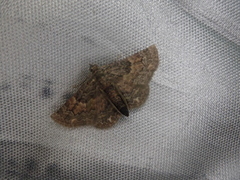 Gymnoscelis esakii