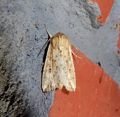 Mythimna decisissima