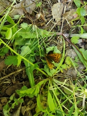 Boloria euphrosyne