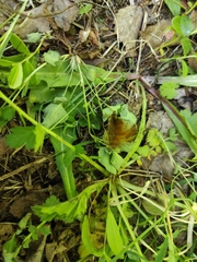 Boloria euphrosyne