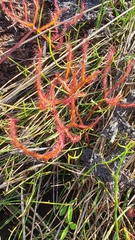 Drosera binata
