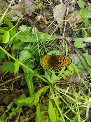 Boloria euphrosyne