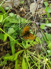 Boloria euphrosyne