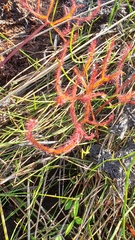 Drosera binata
