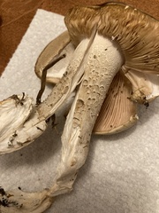 Macrocybe titans