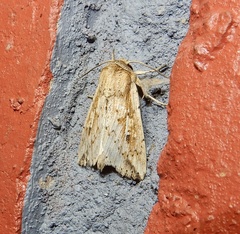 Mythimna decisissima