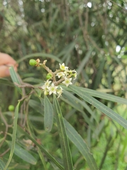 Geijera parviflora