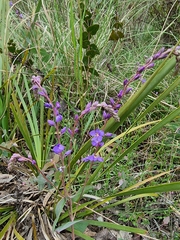 Veronica perfoliata