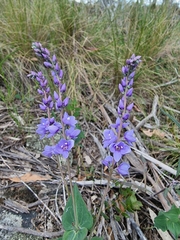 Veronica perfoliata
