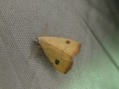 Rivula sericealis